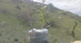 Diyarbakır’da Yabani Alıçlar, Ekonomiye Kazandırılıyor
