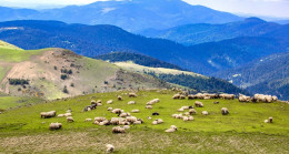 ORDU YAYLALARI ZİYARETÇİLERİNİ BEKLİYOR
