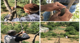Siirt’te Fıstık Aşılama Dönemi Başladı