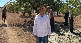 BAĞIMSIZ DENETÇİ MALİ MÜŞAVİR HALİL YAVUZ: FISTIK