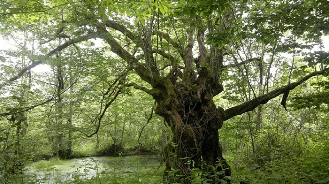 Anıt Ağaçlar