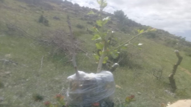 Diyarbakır’da Yabani Alıçlar, Ekonomiye Kazandırılıyor