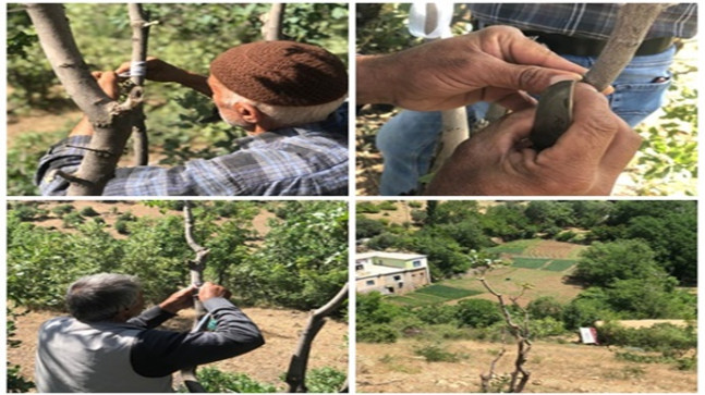 Siirt’te Fıstık Aşılama Dönemi Başladı