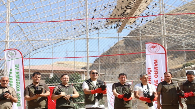Kelaynak Kuşlarımız Göç Yolunda