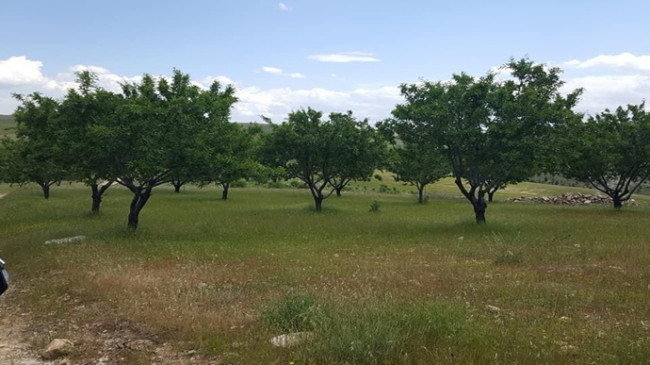 Şanlıurfa’da Gelir Getirici Bademler Meyve Vermeye Başladı