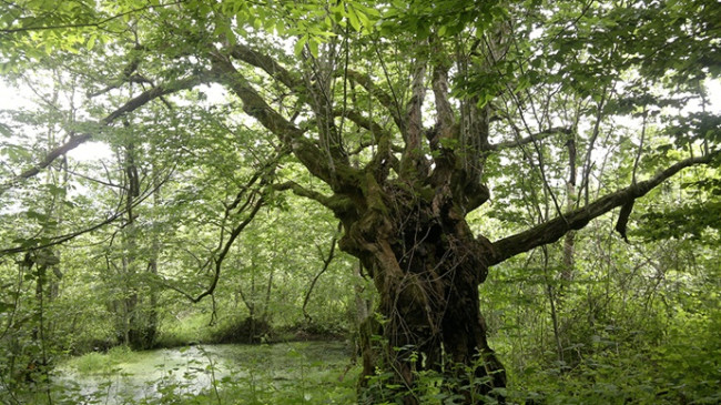 Anıt Ağaçlar