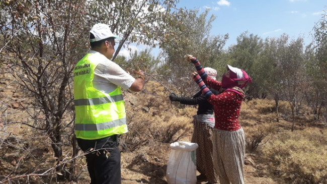 Şanlıurfa Karacadağ’da badem hasadına başlandı